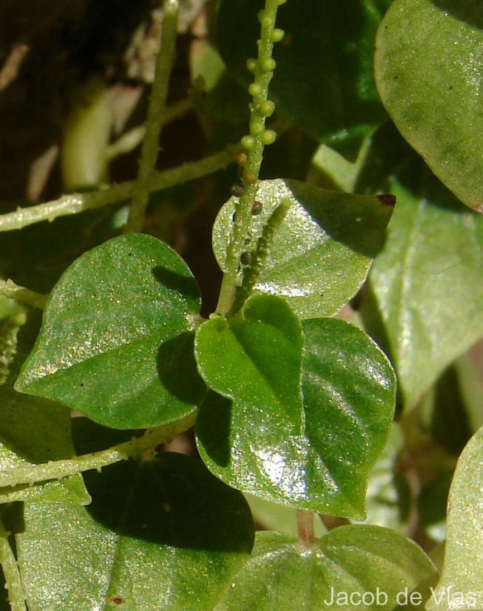Peperomia pellucida (L.) Kunth
